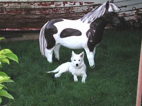 Dansk Spids bounty billede 7