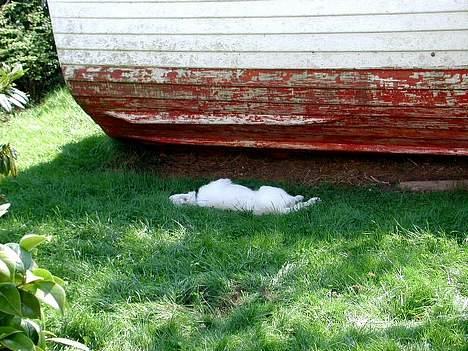 Dansk Spids bounty billede 8