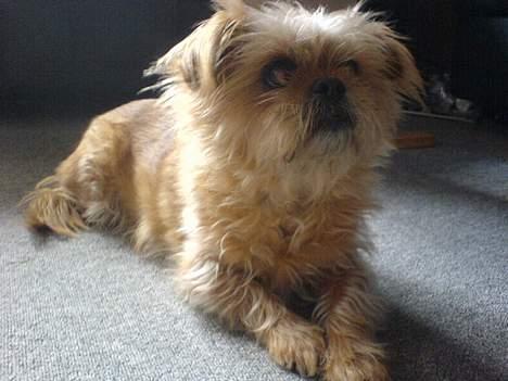 Blanding af racer Niki #død# billede 1