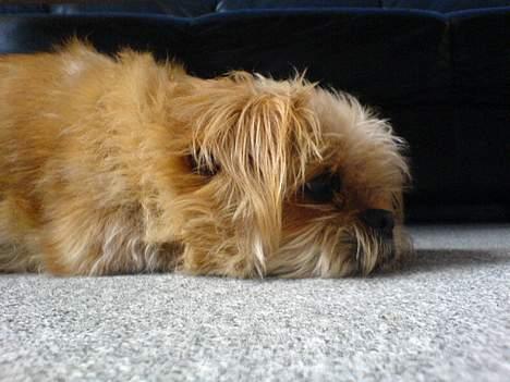 Blanding af racer Niki #død# billede 2