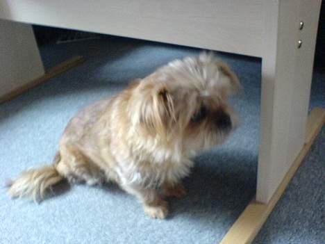 Blanding af racer Niki #død# billede 3