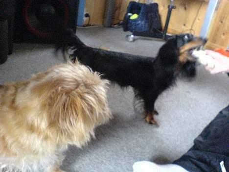 Blanding af racer Niki #død# billede 4