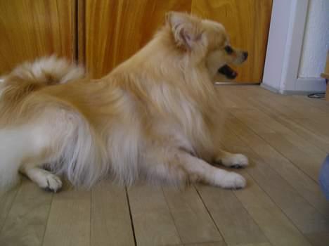 Pomeranian sandy billede 19
