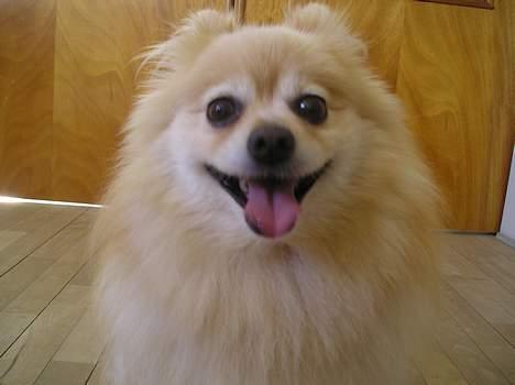 Pomeranian sandy billede 20