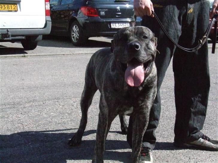 Dogo canario § Ricko § R.I.P MIN BEDSTE VEN! - 18-3-08 billede 5