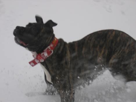 Dogo canario Gucci - aii sikke fint jeg står billede 3