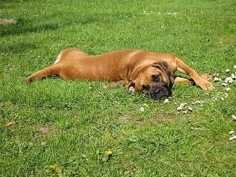 Blanding af racer ... - Cheeba tøsen billede 1