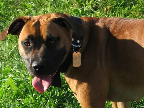 Blanding af racer ... billede 2