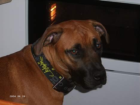 Blanding af racer ... - Skal vi snart spise? billede 3