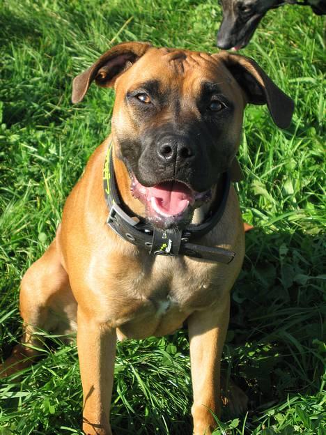 Blanding af racer ... - 9 Mdr billede 4