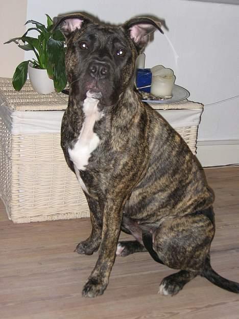 Dogo canario Gucci - hva kikker i på?? billede 4