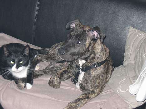 Dogo canario Gucci - Mig og min bettebror billede 5