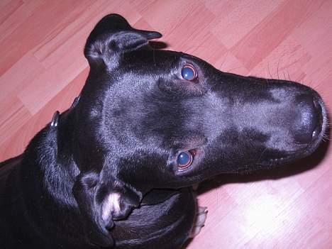 Blanding af racer kiki billede 15