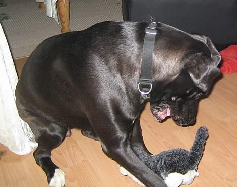 Blanding af racer kiki billede 16