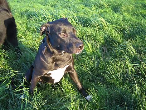 Blanding af racer kiki billede 17