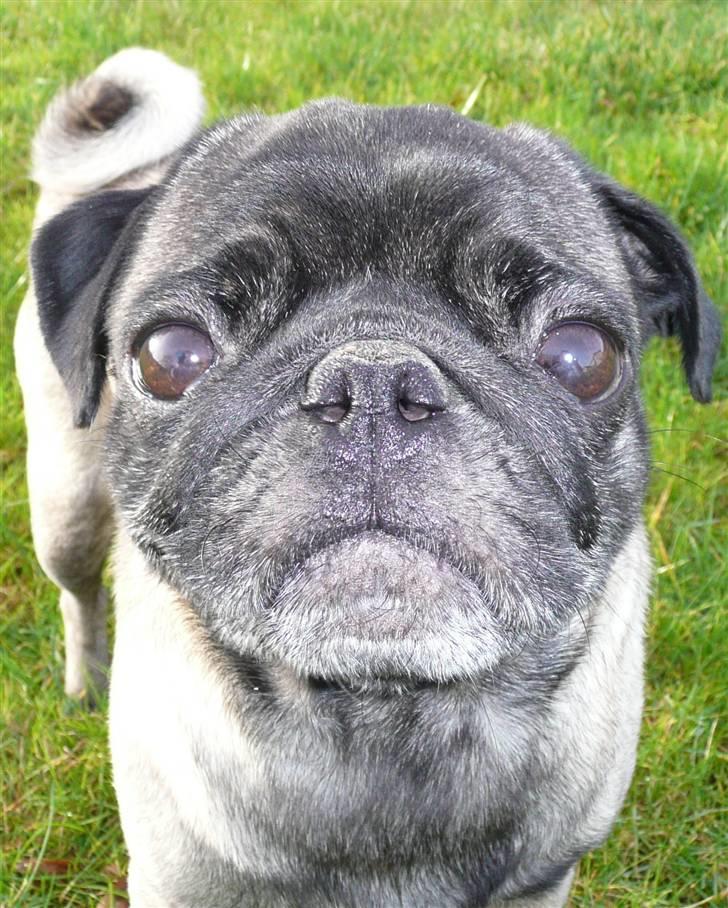 Mops *Boris* - 4. billede 4