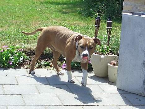 Amerikansk staffordshire terrier Sango - Her er Sangos muskeldatter Mille... billede 3