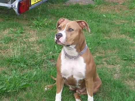 Amerikansk staffordshire terrier Sango - Her er Mille .... billede 4