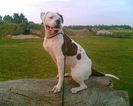 Amerikansk bulldog Nikita R.I.P billede 1