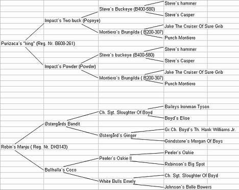 Amerikansk bulldog Nikita R.I.P billede 2