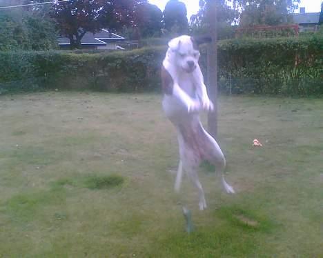 Amerikansk bulldog Nikita R.I.P billede 3