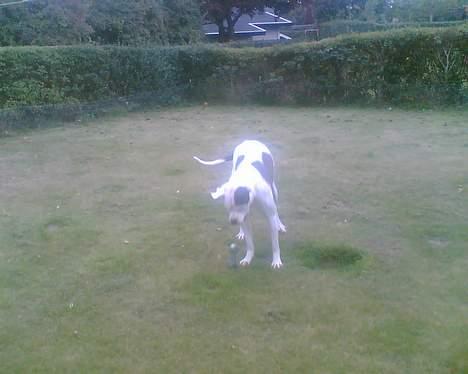 Amerikansk bulldog Nikita R.I.P billede 4