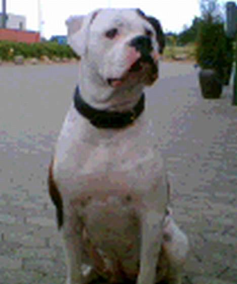 Amerikansk bulldog Nikita R.I.P billede 5