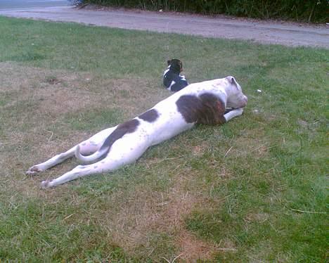 Amerikansk bulldog Nikita R.I.P billede 6