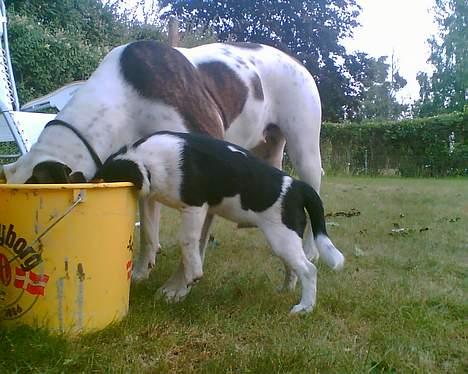 Amerikansk bulldog Nikita R.I.P billede 7