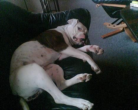 Amerikansk bulldog Nikita R.I.P billede 8