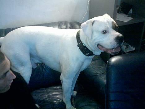 Amerikansk bulldog Fiona - Far billede 7