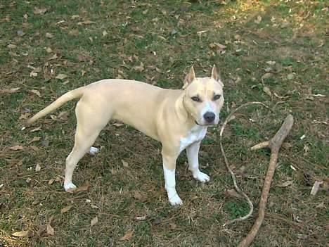 Amerikansk bulldog Fiona - Mor billede 8