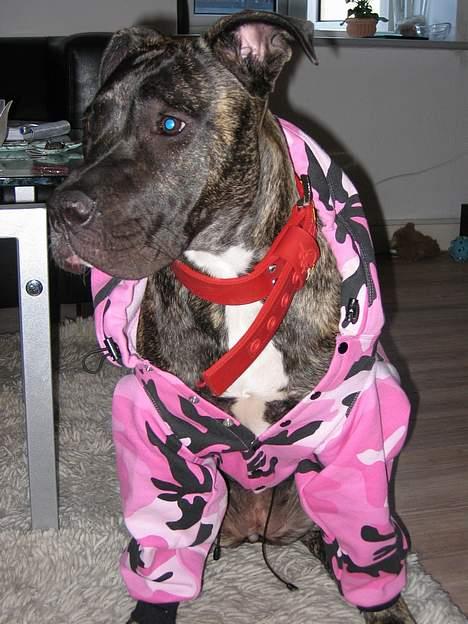 Dogo canario Gucci - Army Gucci billede 6