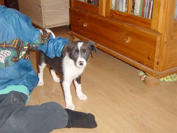 Blanding af racer Freja - Her er jeg kun 5 uger gammel billede 2