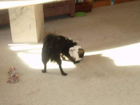 Pomeranian Chippo (R.I.P) billede 11
