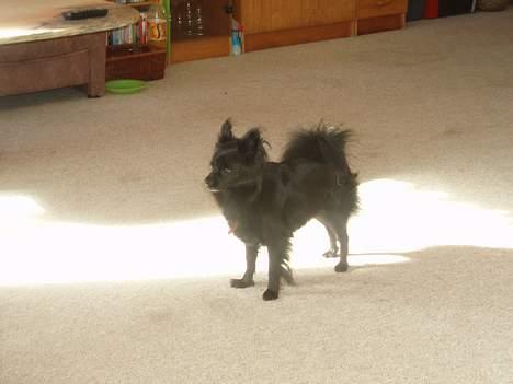 Pomeranian Chippo (R.I.P) billede 12