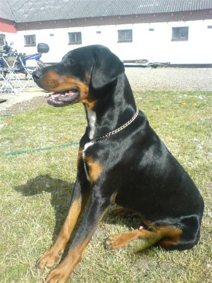 Blanding af racer Oskar (Dobbermann/Rotw... - Wauuuu billede 16