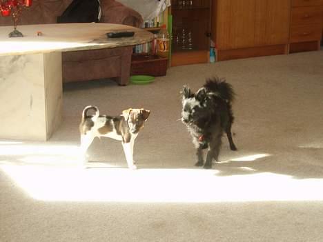 Pomeranian Chippo (R.I.P) billede 14
