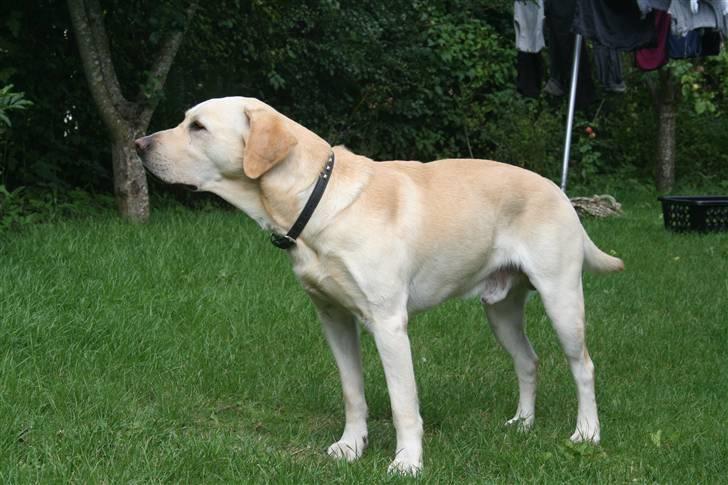Labrador retriever Zazu - Den flotte hund i profil!;D d 15 august 08 billede 14