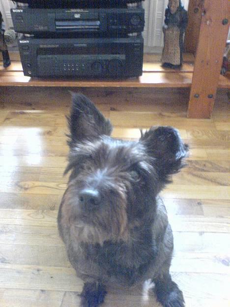 Blanding af racer FEDINE billede 1