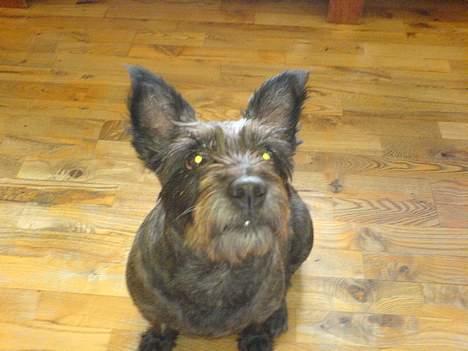 Blanding af racer FEDINE billede 2