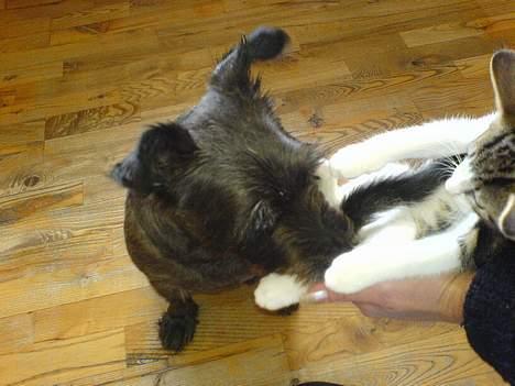 Blanding af racer FEDINE - Fedine vasker en af hendes "børn" billede 3