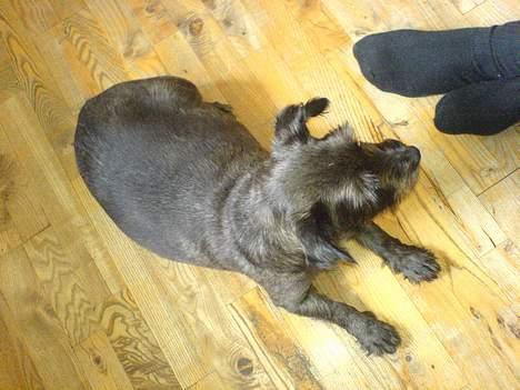 Blanding af racer FEDINE billede 4