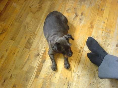 Blanding af racer FEDINE billede 5