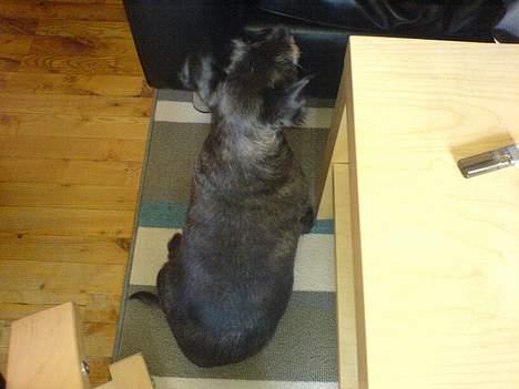 Blanding af racer FEDINE - Hvaaa, er der nogle der hjælper mig op i sofaen??  billede 6