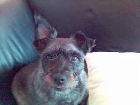 Blanding af racer FEDINE billede 7