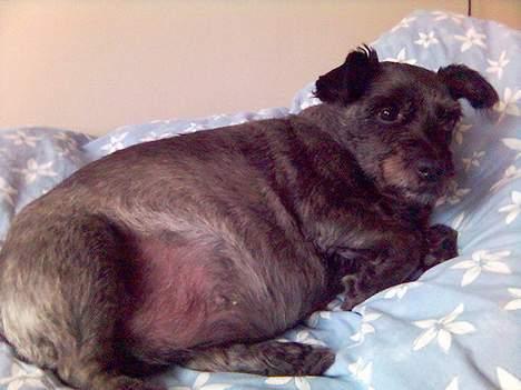 Blanding af racer FEDINE - Min familie siger jeg er TYYK!! Men det er bare former :)  billede 8