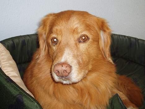 Nova scotia duck tolling retriever Samson sødt navn ik billede 1