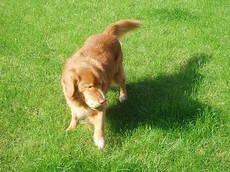 Nova scotia duck tolling retriever Samson sødt navn ik billede 3