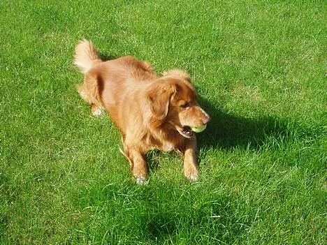 Nova scotia duck tolling retriever Samson sødt navn ik billede 4